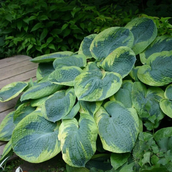 Хоста Олив Бэйли Лангдон (Olive Bailey Langdon) [L] купить с доставкой