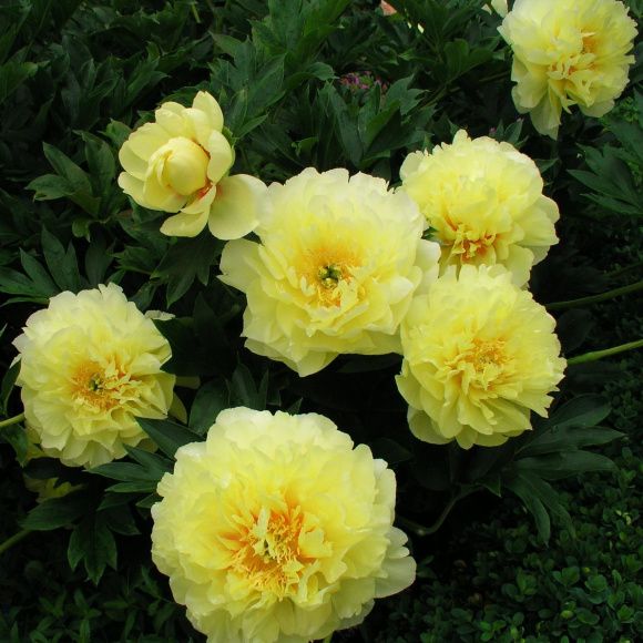 Пион ИТО Бартзелла (Bartzella) купить с доставкой