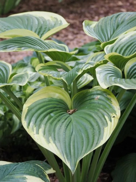 Хоста Файнал Виктори (Final Victory) [XL] купить с доставкой