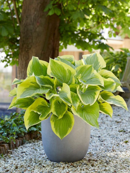 Хоста Файнал Виктори (Final Victory) [XL] купить с доставкой