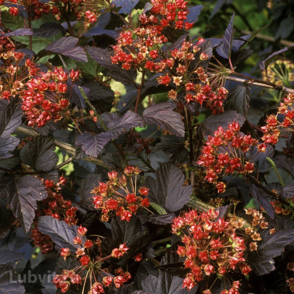 Пузыреплодник Ред Барон (Red Baron) купить с доставкой