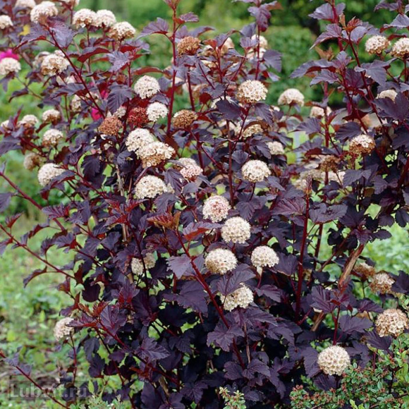 Пузыреплодник Ред Барон (Red Baron) купить с доставкой