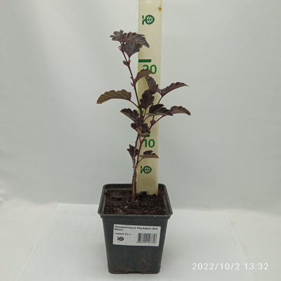 Пузыреплодник Ред Барон (Red Baron) купить с доставкой