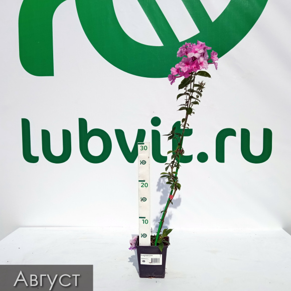 Флокс Седая дама купить с доставкой