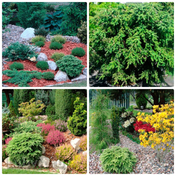 Тсуга Канадская купить с доставкой