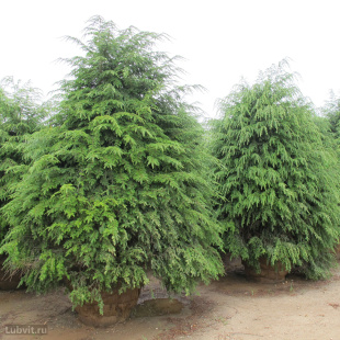 Тсуга Канадская