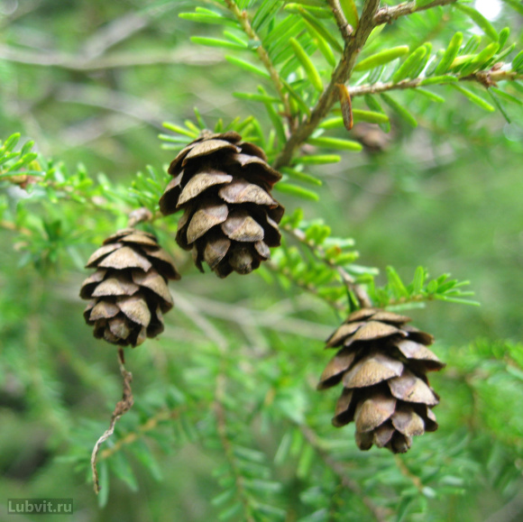 Тсуга Канадская купить с доставкой
