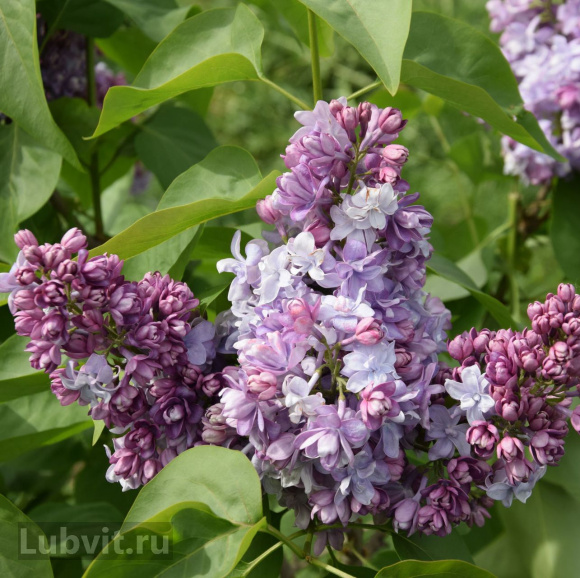 Сирень Колхозница купить с доставкой