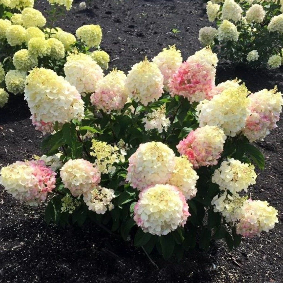 Гортензия Ливинг Пинки Промис (Living Pinky Promise) метельчатая купить с доставкой