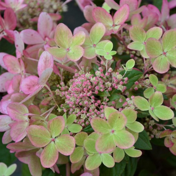 Гортензия Пастель Грин (Pastelgreen) метельчатая купить с доставкой