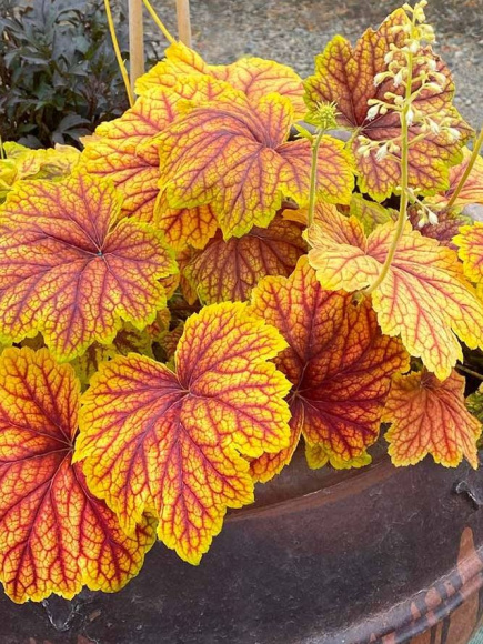 Гейхера Ред Лайтнинг (Red Lighting) купить с доставкой