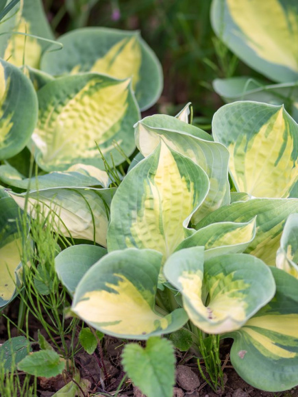 Хоста Попкорн (Popcorn) [M] купить с доставкой