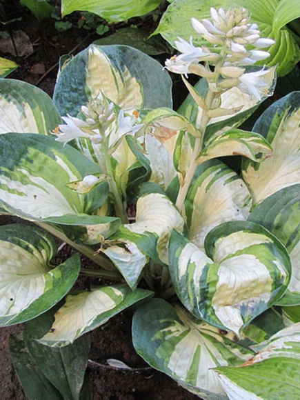 Хоста Попкорн (Popcorn) [M] купить с доставкой