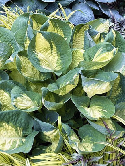 Хоста Попкорн (Popcorn) [M] купить с доставкой