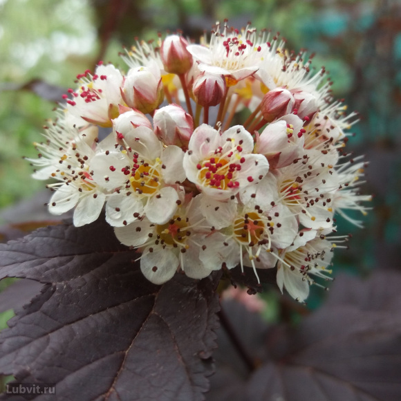Пузыреплодник Диабло д'Ор Миндиа (Diable d'Or Mindia) купить с доставкой