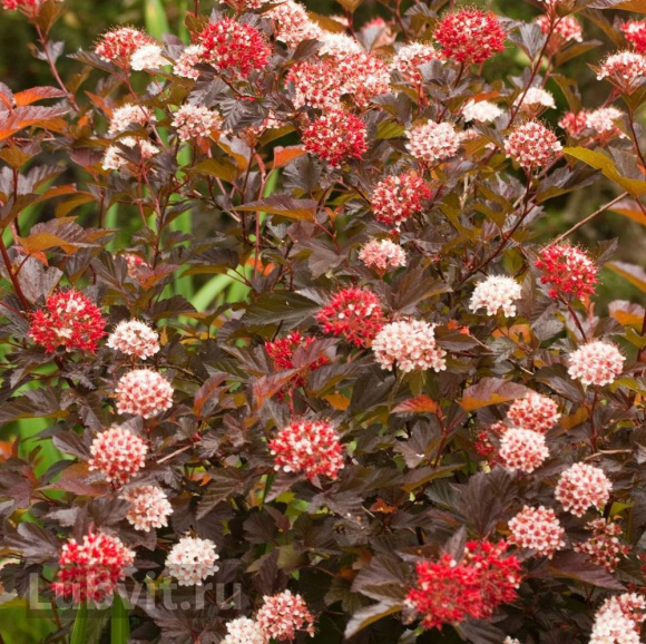 Пузыреплодник Диабло д'Ор Миндиа (Diable d'Or Mindia) купить с доставкой