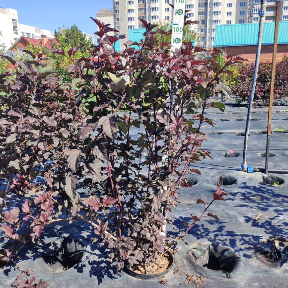 Пузыреплодник Диабло д'Ор Миндиа (Diable d'Or Mindia) купить с доставкой