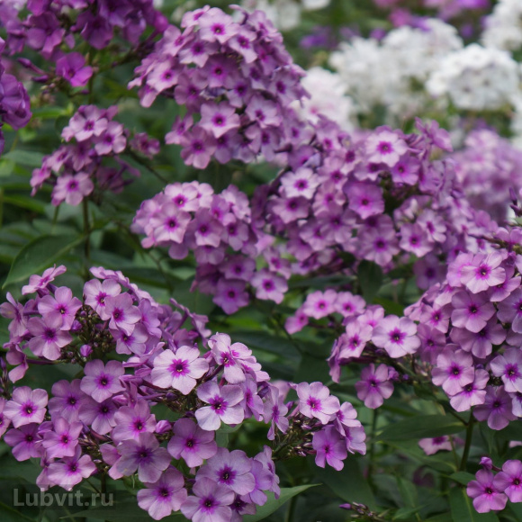 Флокс Мистер Икс купить с доставкой