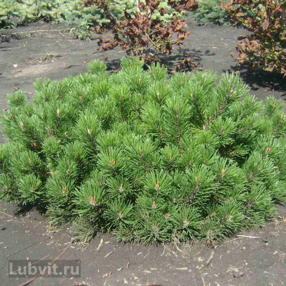 Сосна горная Пумилио (Pumilio), Сосна стланиковая, Кедровый стланик 1с купить с доставкой