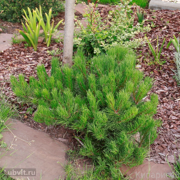 Сосна горная Пумилио (Pumilio), Сосна стланиковая, Кедровый стланик 1с купить с доставкой