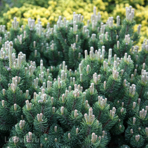 Сосна горная Пумилио (Pumilio), Сосна стланиковая, Кедровый стланик 1с купить с доставкой
