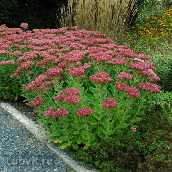 Седум Херсбтфройде (Herbstfreude) купить с доставкой