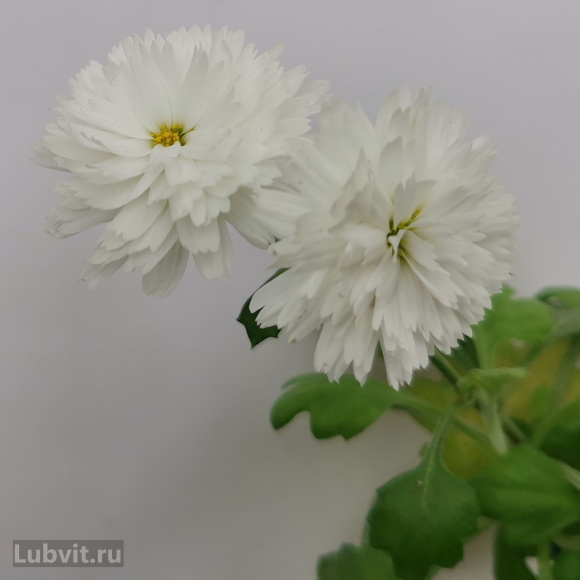 Хризантема мультифлора Коко Шанель купить с доставкой