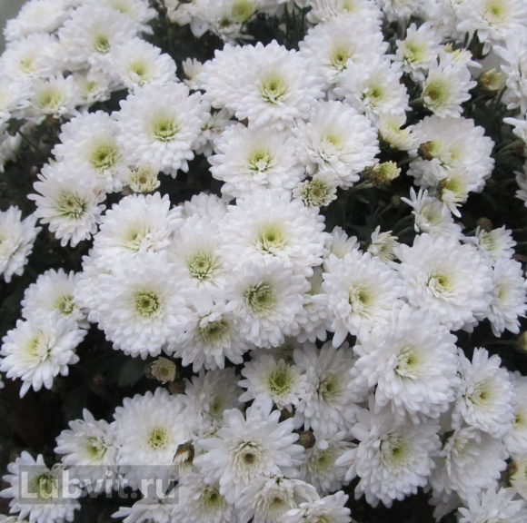 Хризантема мультифлора Коко Шанель купить с доставкой