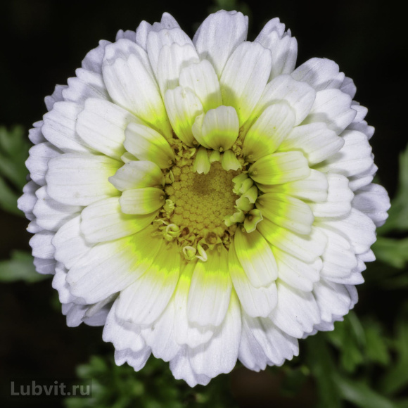 Хризантема мультифлора Коко Шанель купить с доставкой