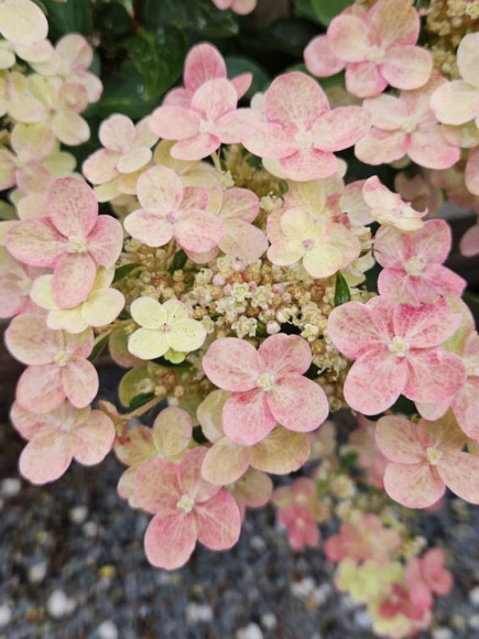 Гортензия Полистар (Polestar) метельчатая купить с доставкой