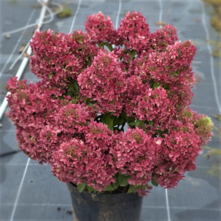 Гортензия Петит Стар (Petite Star) метельчатая