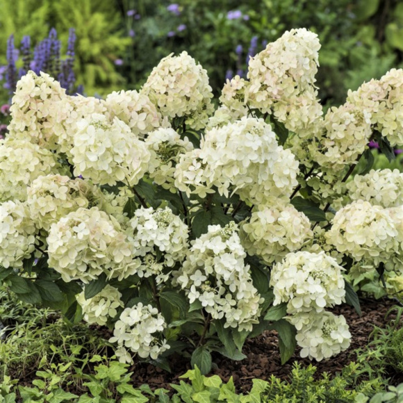 Гортензия Петит Стар (Petite Star) метельчатая купить с доставкой