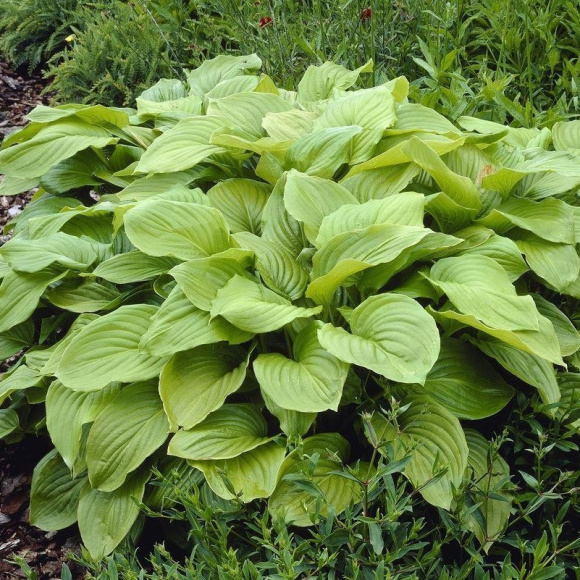 Хоста Роял Стандарт (Royal Standard) [L] купить с доставкой