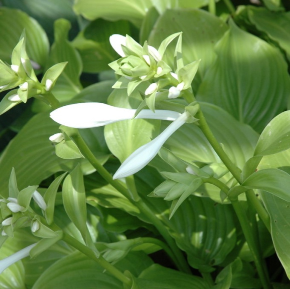 Хоста Роял Стандарт (Royal Standard) [L] купить с доставкой