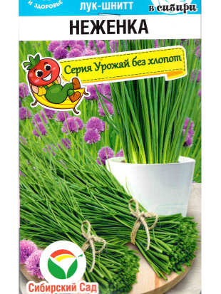 Лук Шнитт Неженка [Сибирский сад]