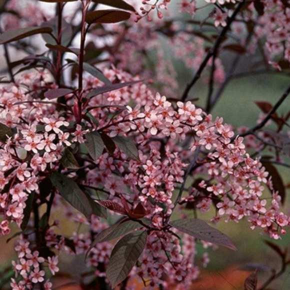 Цветки черемухи краснолистной