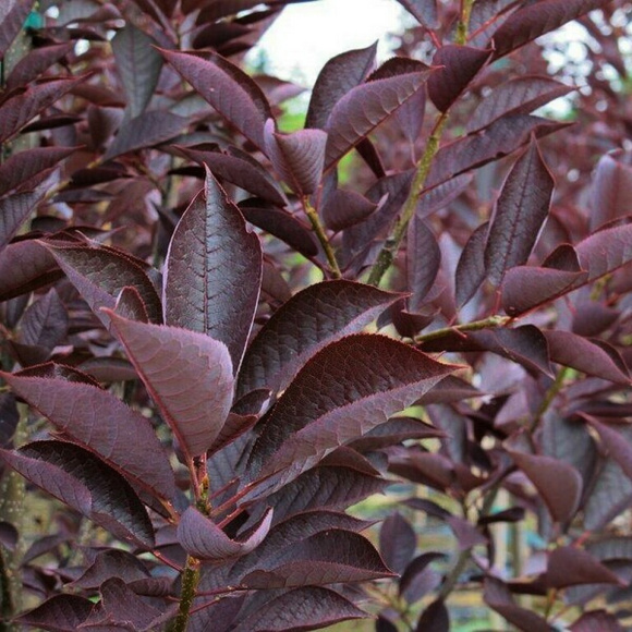 Черемуха Краснолистная (Purpurea) купить с доставкой