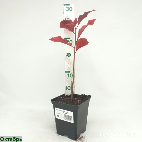 Черемуха Краснолистная (Purpurea) купить с доставкой