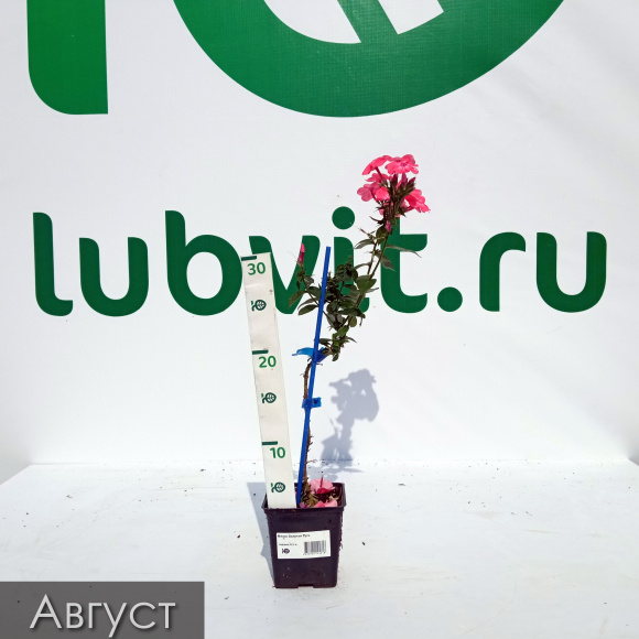 Флокс Золотая Русь купить с доставкой