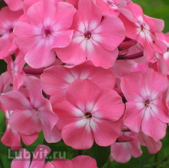 Флокс Золотая Русь купить с доставкой