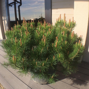 Сосна горная Мугус (Mughus)