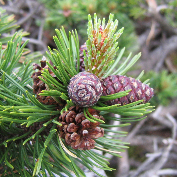 Сосна горная Мугус (Mughus) купить с доставкой