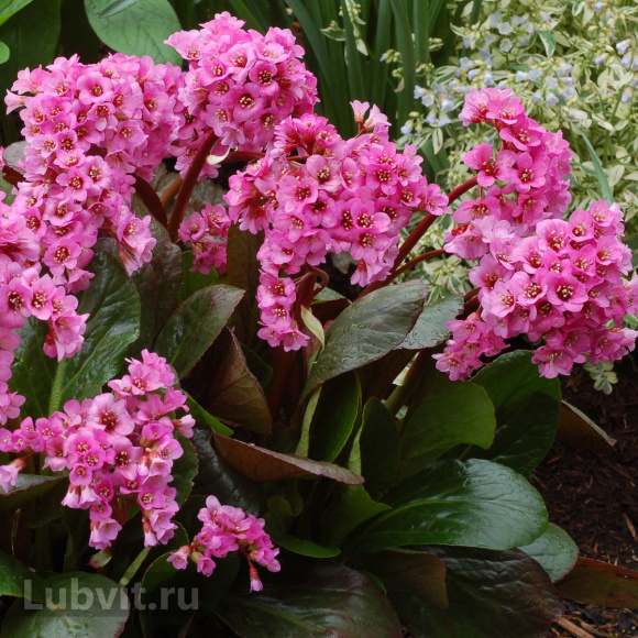 Бадан Драгонфлай Сакура (Dragonfly Sakura) купить с доставкой