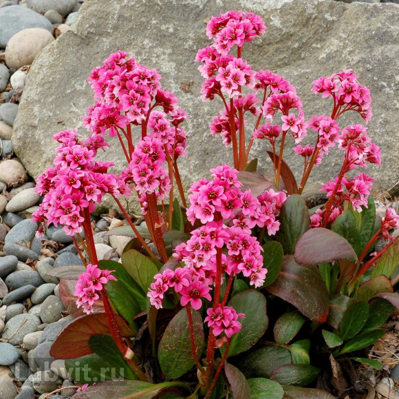 Бадан Драгонфлай Сакура (Dragonfly Sakura) купить с доставкой