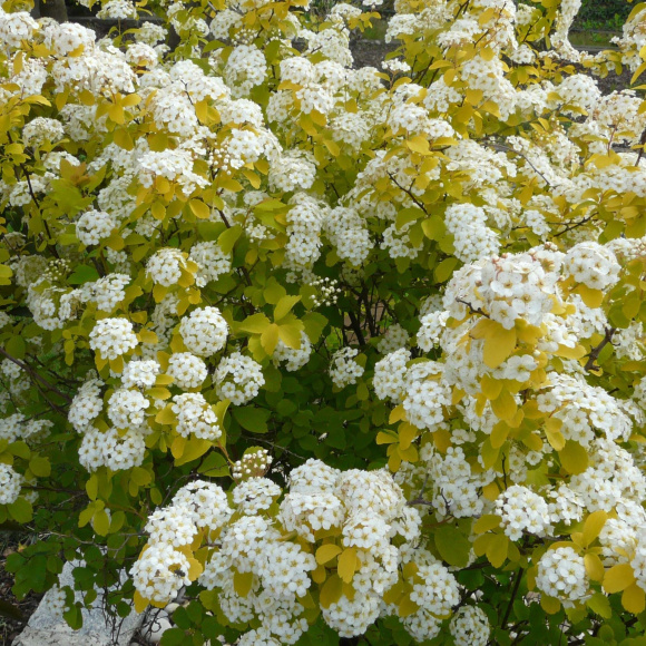 Спирея Аурея (Aurea) купить с доставкой