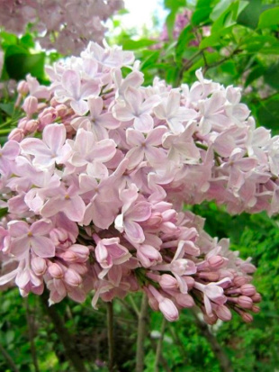 Сирень Тишина