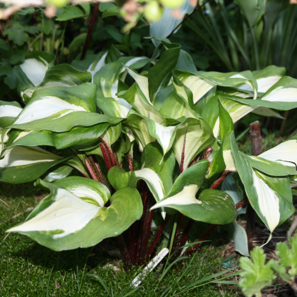 Хоста Распберри Сандей (Raspberry Sundae) [M] купить с доставкой