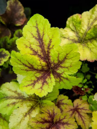 Гейхера Арт Тропико (Art Tropico)