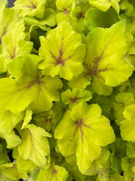 Гейхера Арт Тропико (Art Tropico) купить с доставкой