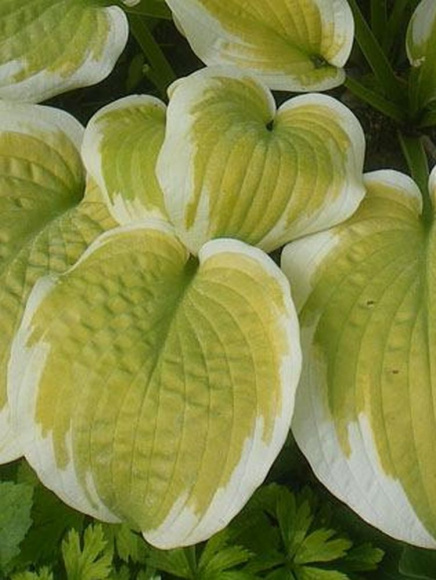 Хоста Дельта Даун (Delta Dawn) [M] купить с доставкой